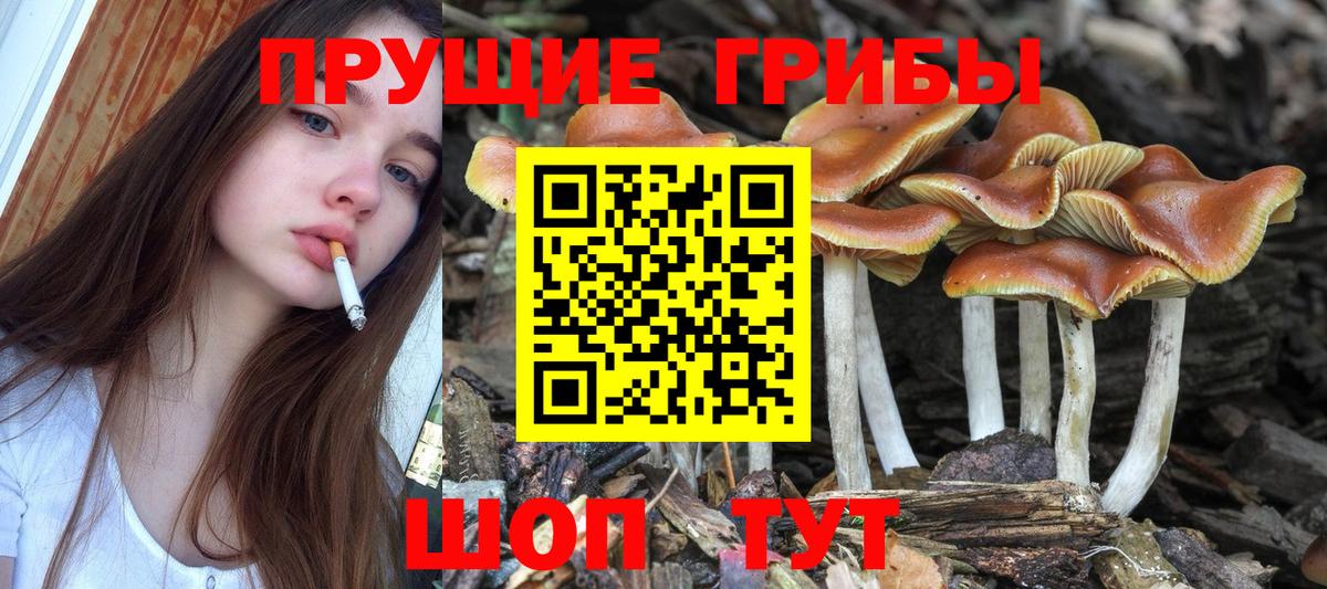 Канск  Псилоцибиновые грибы Psilocybe  Вход с VPN  Галлюциногенные грибы прущие грибы 