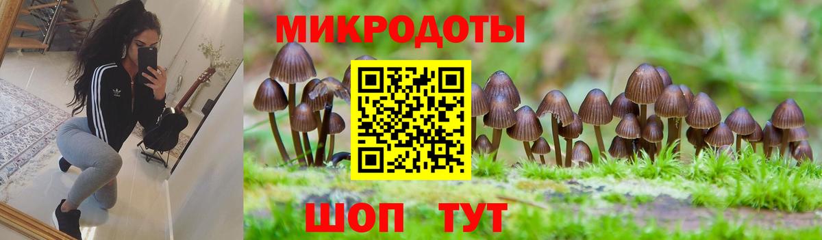 Псилоцибиновые грибы Psilocybe Канск